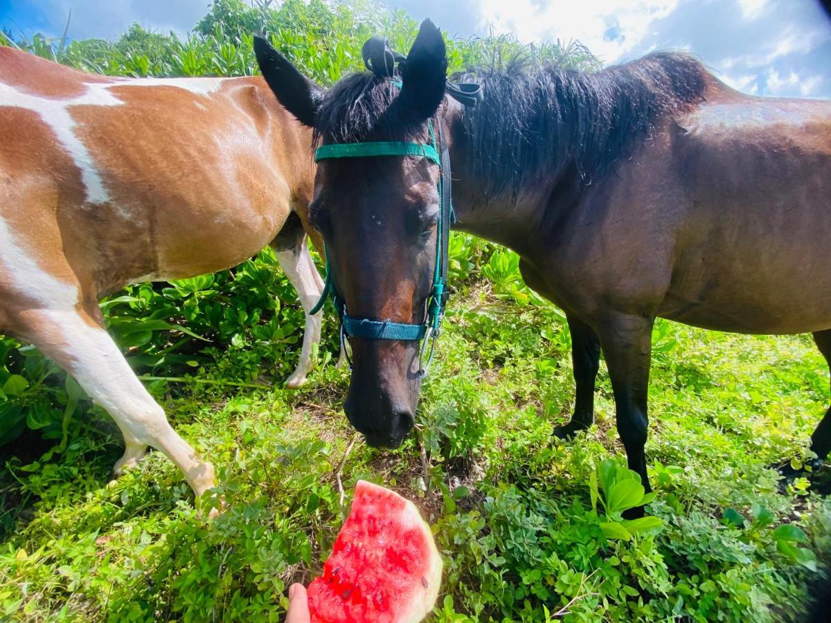 Willa Muumin Farm Nakijin Zewnętrze zdjęcie