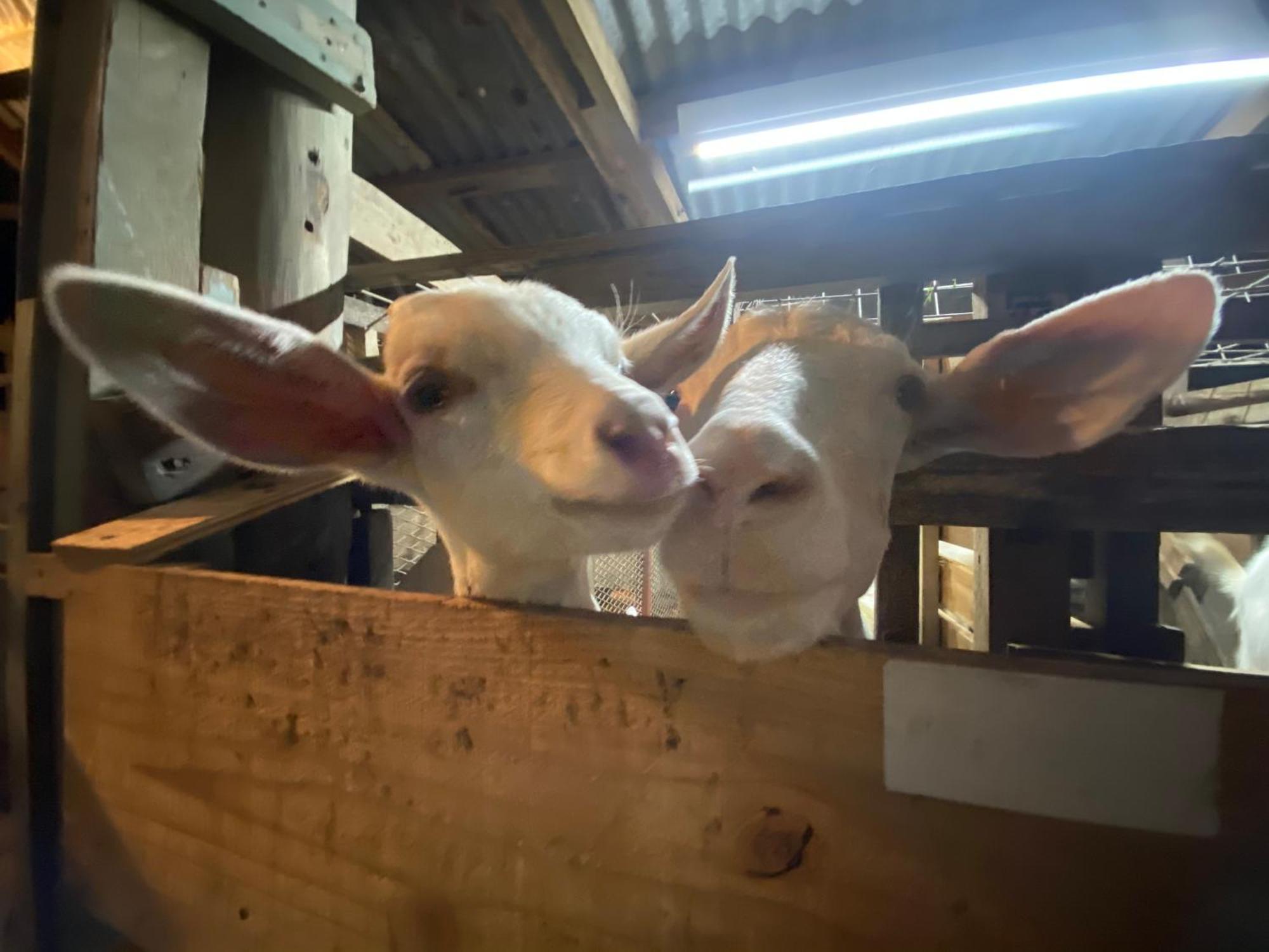 Willa Muumin Farm Nakijin Zewnętrze zdjęcie