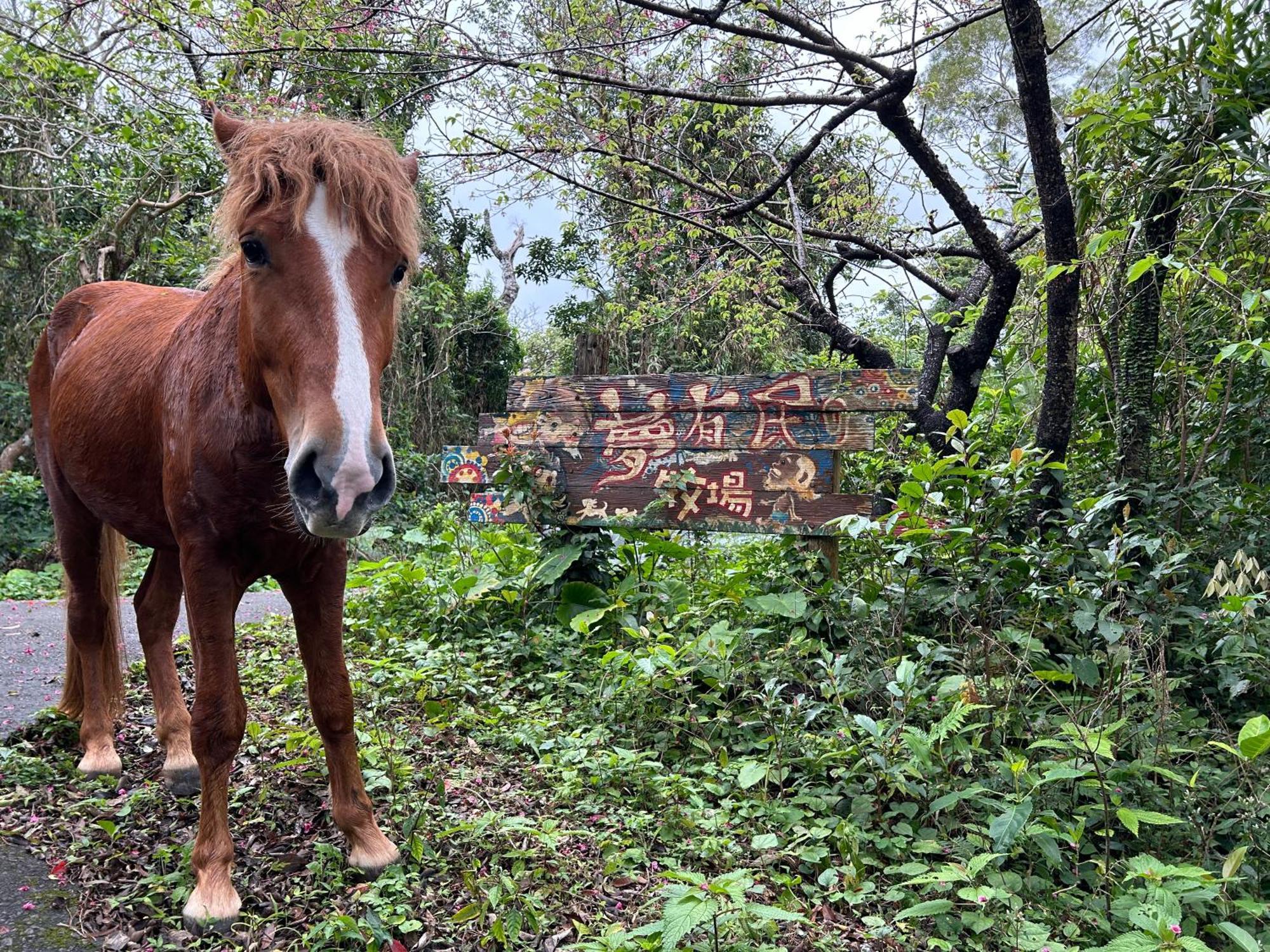 Willa Muumin Farm Nakijin Zewnętrze zdjęcie