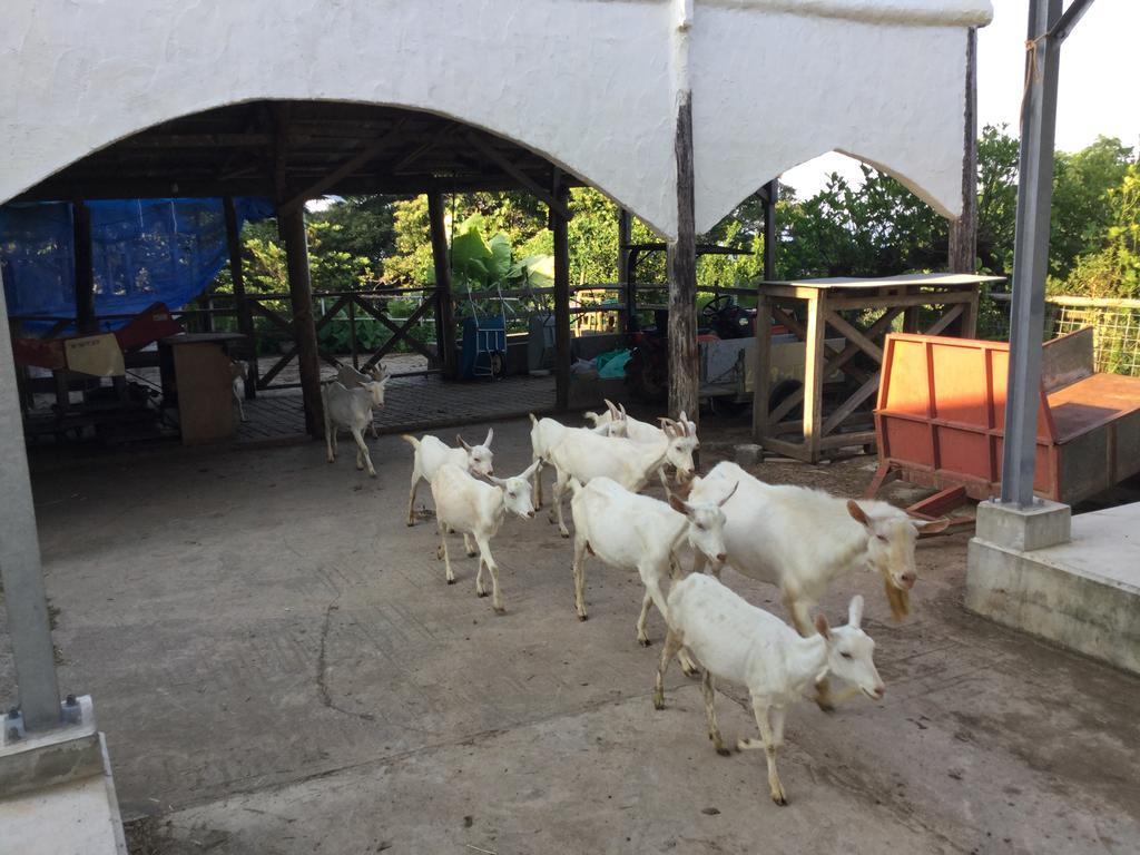 Willa Muumin Farm Nakijin Zewnętrze zdjęcie